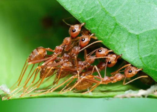 how many legs do ants have