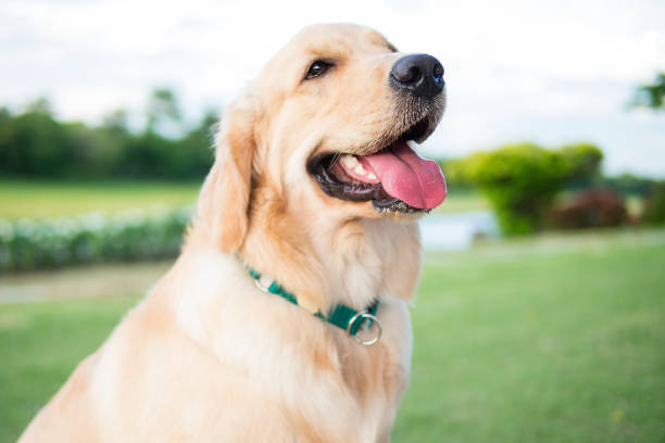 How Tight Should A Dog Collar Be? The Complete Guide