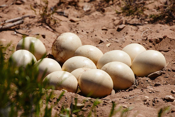 How Often Do Ostriches Lay Eggs? How Big Are Ostrich Eggs?